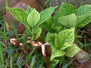 IMG00675-20120909-1128