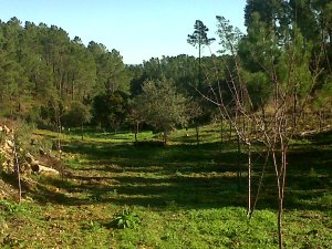 IMG01096-20121226-1210